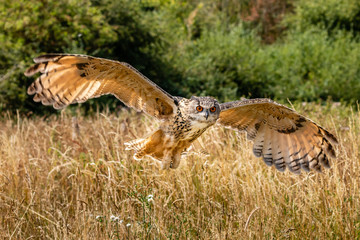 A huge, majestic Eagle Owl flying low over a yellow, dry field in summertime