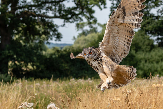 A huge Eagle Owl swooping in to land