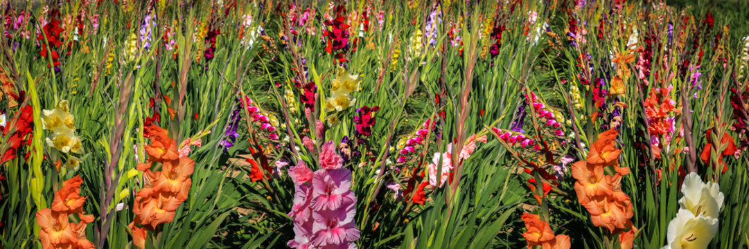 Panorama Gladiolen auf freiem Feld, Gladiolus Amicitia