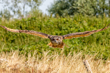 A huge, majestic Eagle Owl flying low over a yellow, dry field in summertime