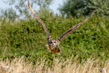 A huge, majestic Eagle Owl flying low over a yellow, dry field in summertime