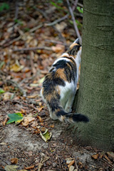 Katze in Tarnfarben jagt Mäuse