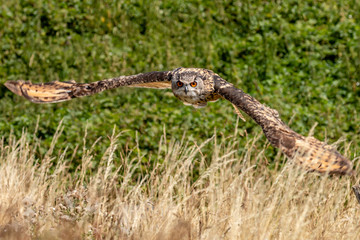 A huge, majestic Eagle Owl flying low over a yellow, dry field in summertime