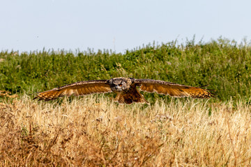 A huge, majestic Eagle Owl flying low over a yellow, dry field in summertime
