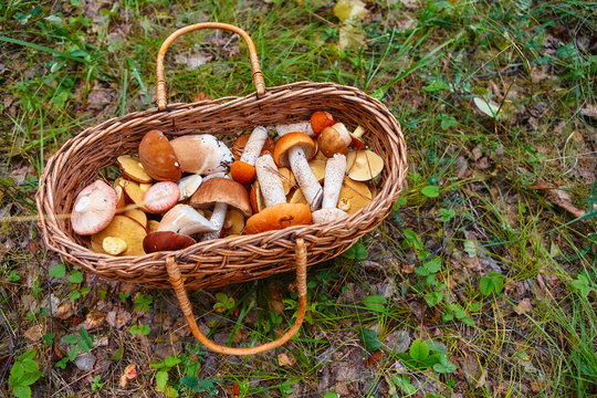Mushrooms in a basket on a juicy green grass