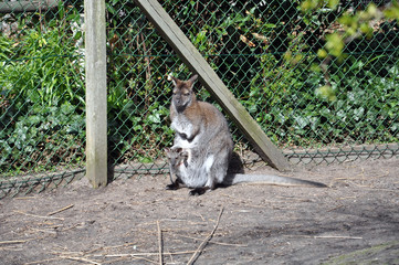 Kangaroo with cub