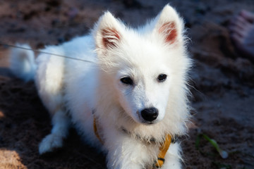 Puppy, white Japanese Spitz
