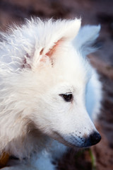 Naklejka premium Puppy, white Japanese Spitz