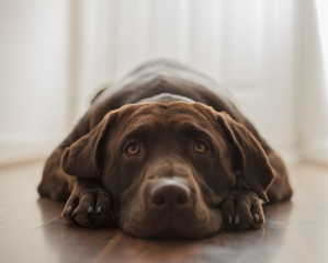 Zeppelin, 3 Year old chocolate labrador waiting for a walk © Paul
