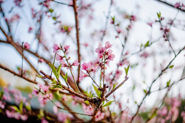 Beautiful Sakura trees in Thailand like Obuse-machi, Nagano Prefecture. Light pink in winter