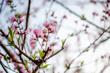 Beautiful Sakura trees in Thailand like Obuse-machi, Nagano Prefecture. Light pink in winter