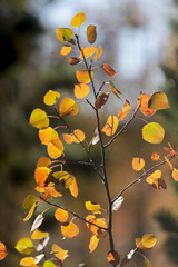 yellow and orange aspen leaves in autumn, Wyoming