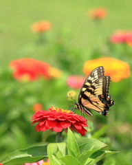 An Eastern Tiger Swallowtail Butterfly feeds on heirloom zinnia flowers in my garden on a warm summer afternoon.

