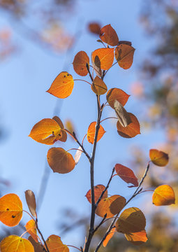 yellow and orange aspen leaves in autumn, Wyoming