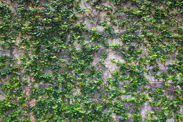 Green plant in the wall, plant background.