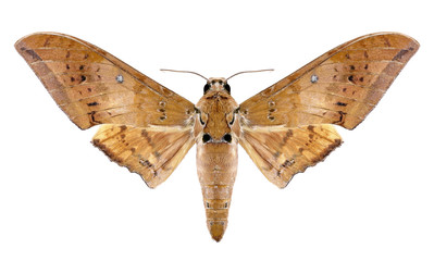 Butterfly Ambulyx moorei on a white background