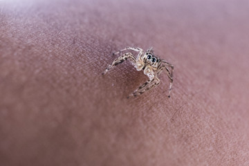 Close Up image of Jumping Spider on Man Hand with blur background.Selective Focus.Visible Noise due to High ISO