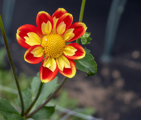 Dahlia 