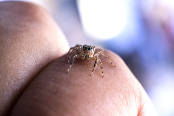 Obraz premium Close Up image of Jumping Spider on Man Hand with blur background.Selective Focus.Visible Noise due to High ISO
