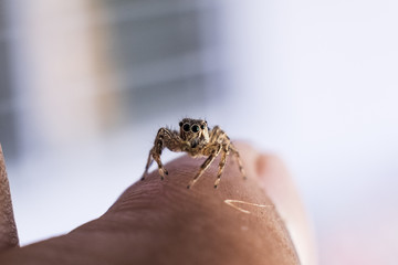 Close Up image of Jumping Spider on Man Hand with blur background.Selective Focus.Visible Noise due to High ISO