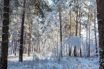 Winter forest
