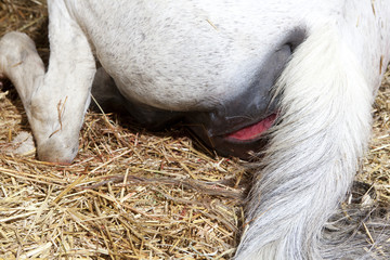 mare birth begins - 219809096
