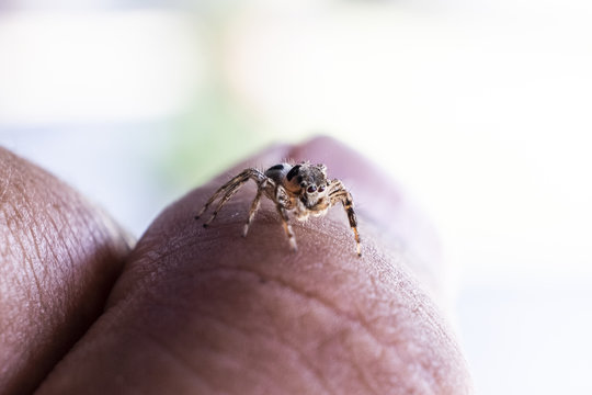 Close Up image of Jumping Spider on Man Hand with blur background.Selective Focus.Visible Noise due to High ISO