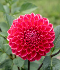 Red dahlia with leafy green background