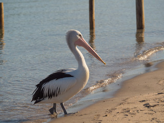 Australian Pelican Bird	