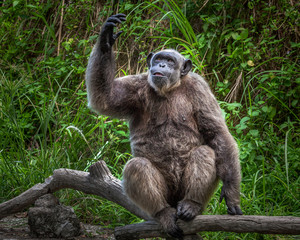 Chimpanzee  in the nature.