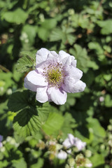 Flower of BlackBerry Rubus sp.), close-up