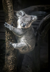 Fototapeta premium koala bear cute.