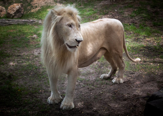 Obraz na płótnie Canvas White Lion , Panthera leo