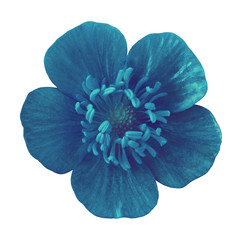 wild flower cerulean buttercup, isolated on a white  background. Close-up. Nature.
