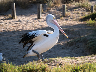 Australian Pelican Bird	