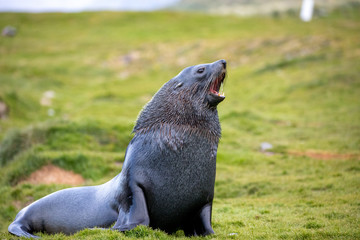 seal sitting on a rock