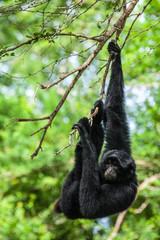 Siamang  in the nature.