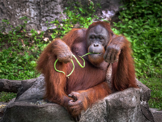 orangutan cute © apple2499
