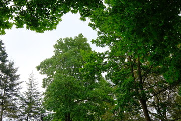 Baumkronendach im Mai in Ritterhude