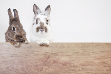 Two rabbits copy space