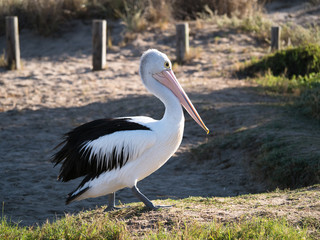 Australian Pelican Bird	