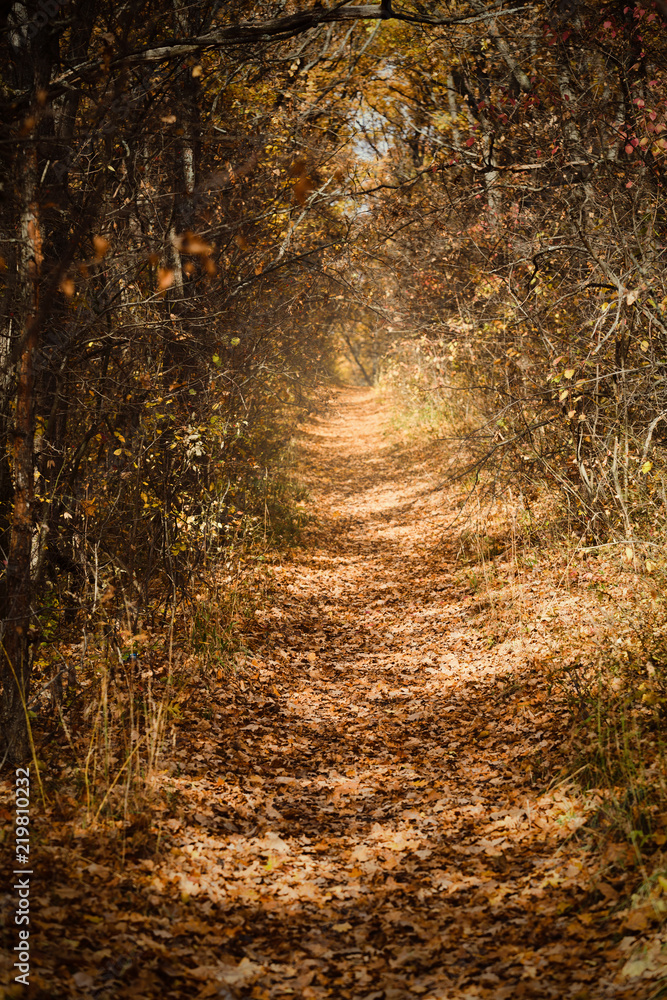Poster Fall landscape with path through golden trees