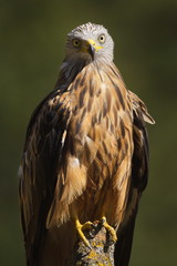 The Red Kite