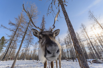 Mongolian small deers into the winter forest.