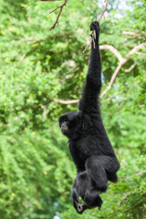 Siamang in the nature.
