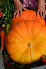 Orange pumpkins and carrots in a wheelbarrow illuminated by the sunlight in the garden. Freshly picked harvest