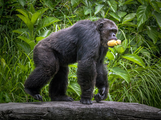 Chimpanzee is eatting corn.
