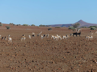 troupeau dans le désert de Namibie