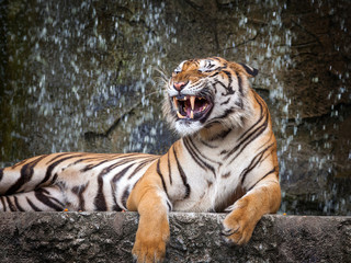 The Tigers threatened.