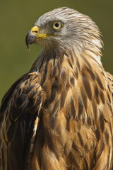 The Red Kite
